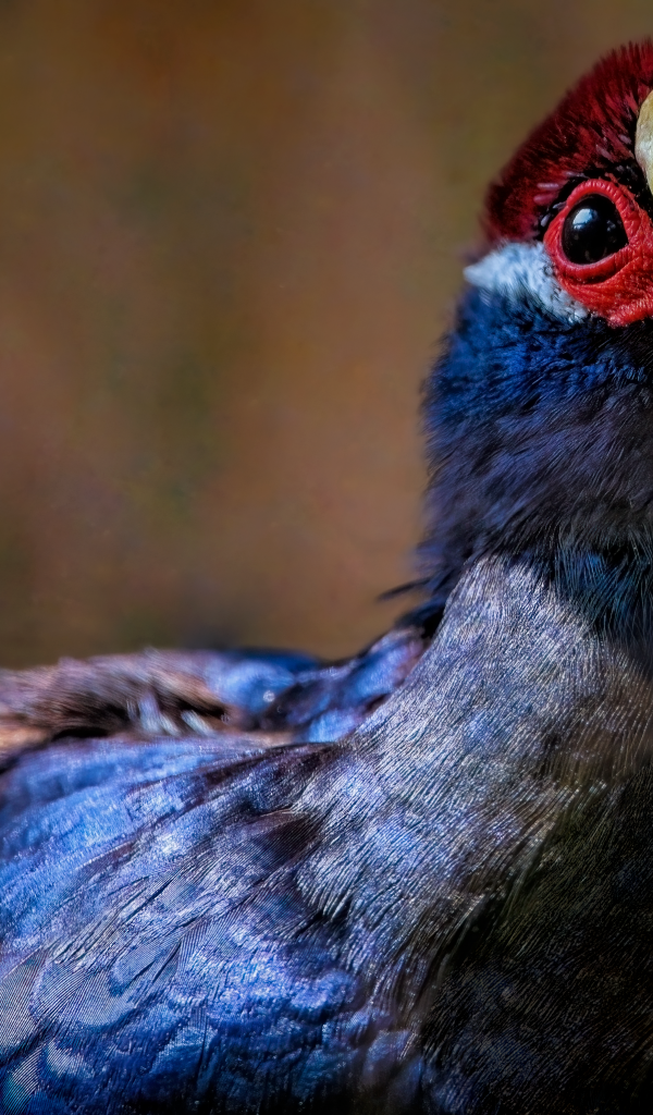 Маленькая птица фиолетовый турако