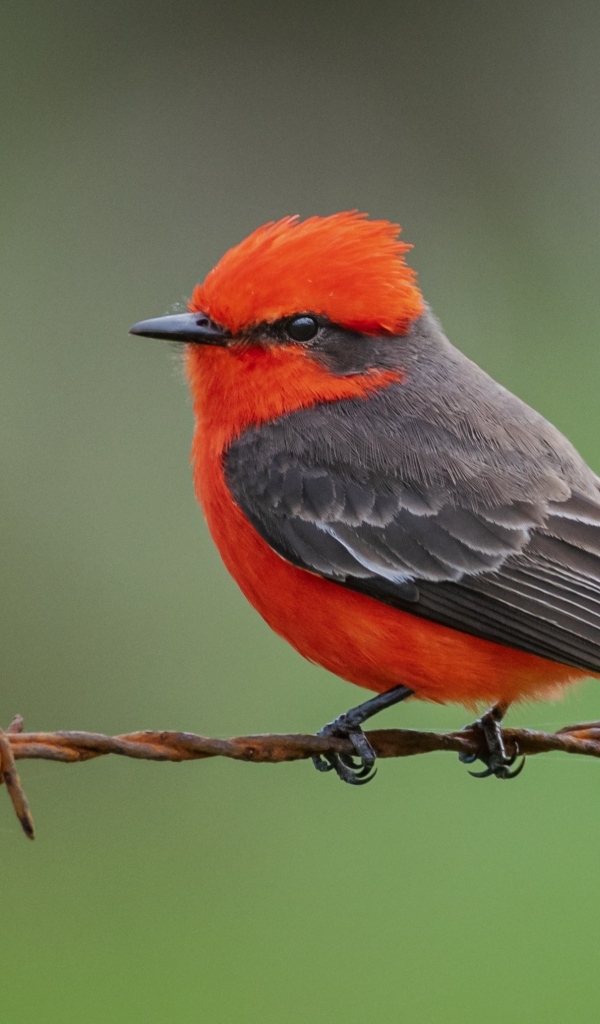 Маленькая птица алая мухоловка сидит на проволоке