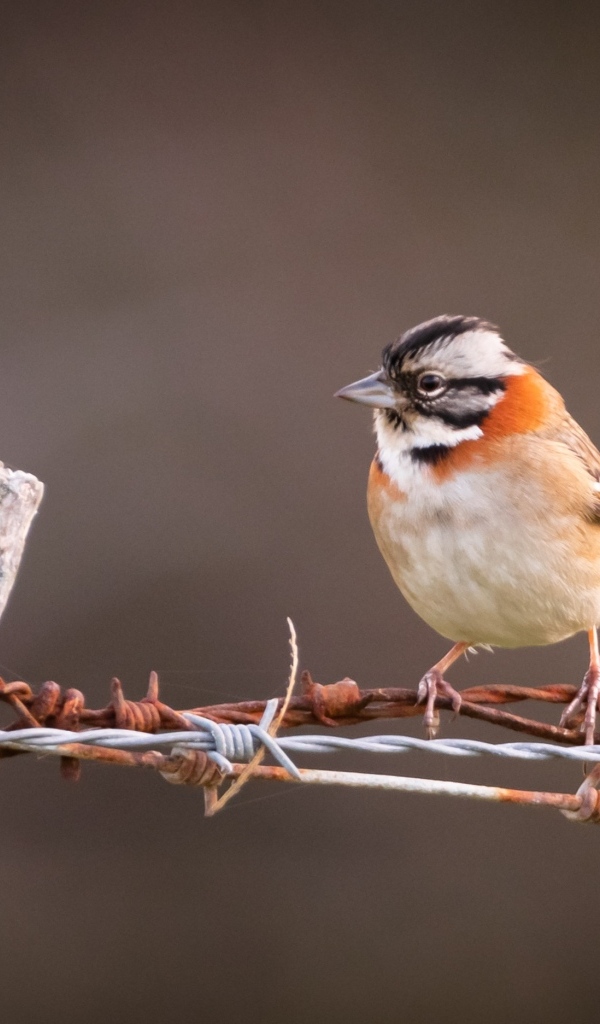 Маленькая птичка сидит на колючей проволоке
