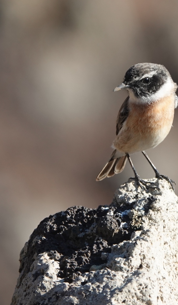 Маленькая птица сидит на камне