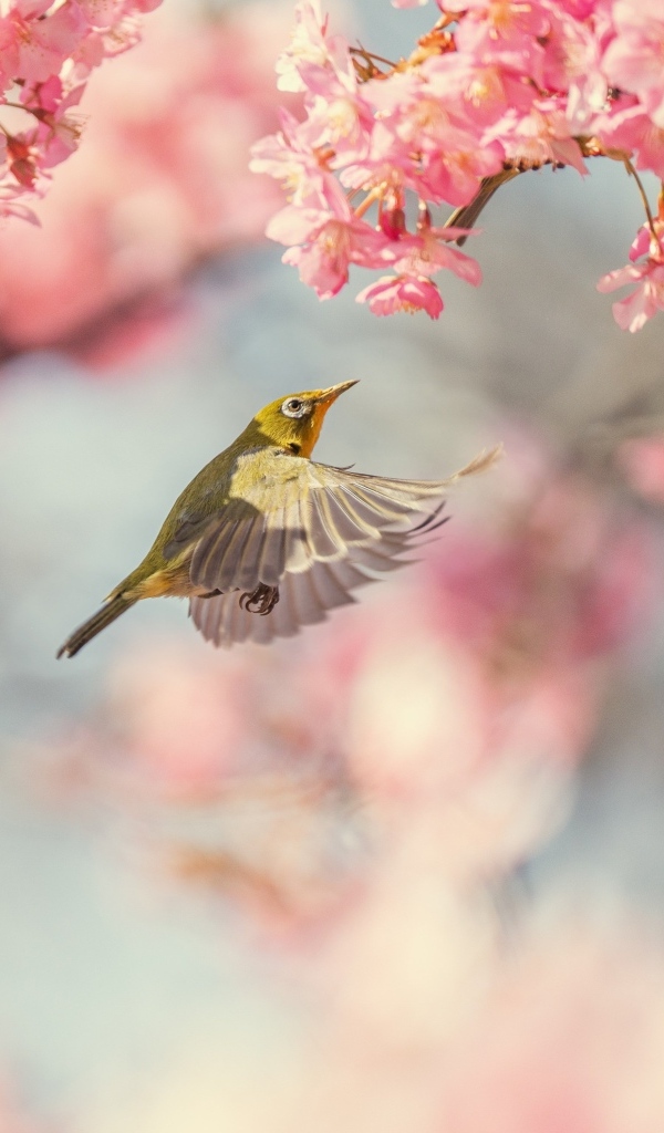 Маленькие птицы кружат у розовых цветов