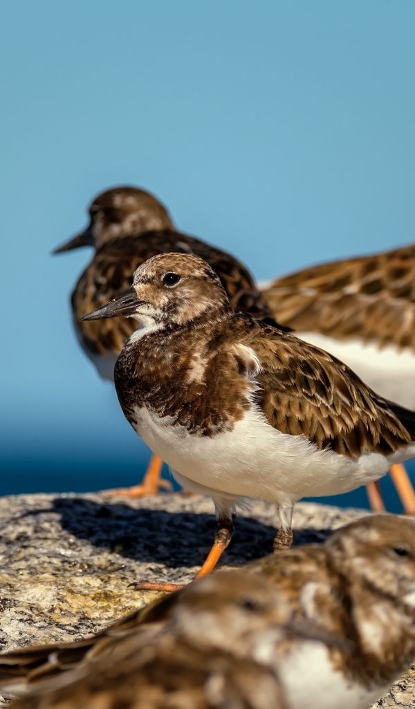 Маленькие птицы на камне у воды