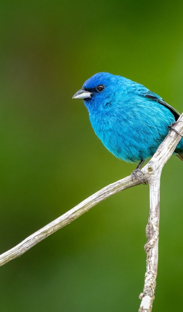 Маленькая голубая птичка сидит на ветке