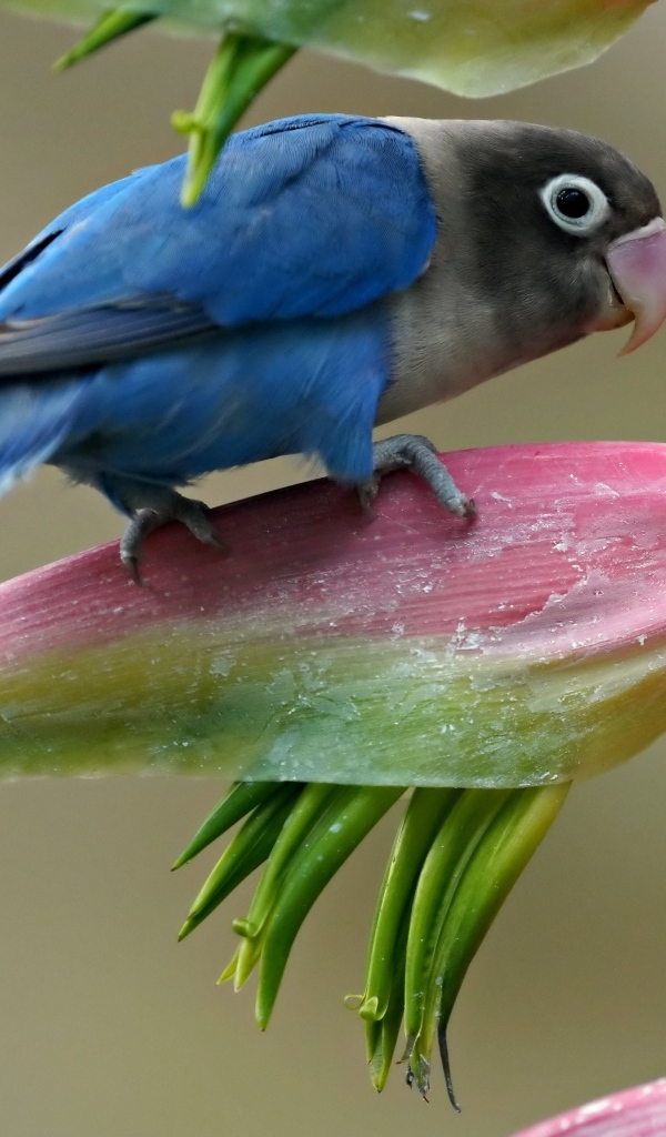 Маленький синий попугай сидит на цветке