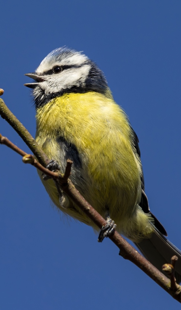 Маленькая птичка лазоревка на ветке дерева
