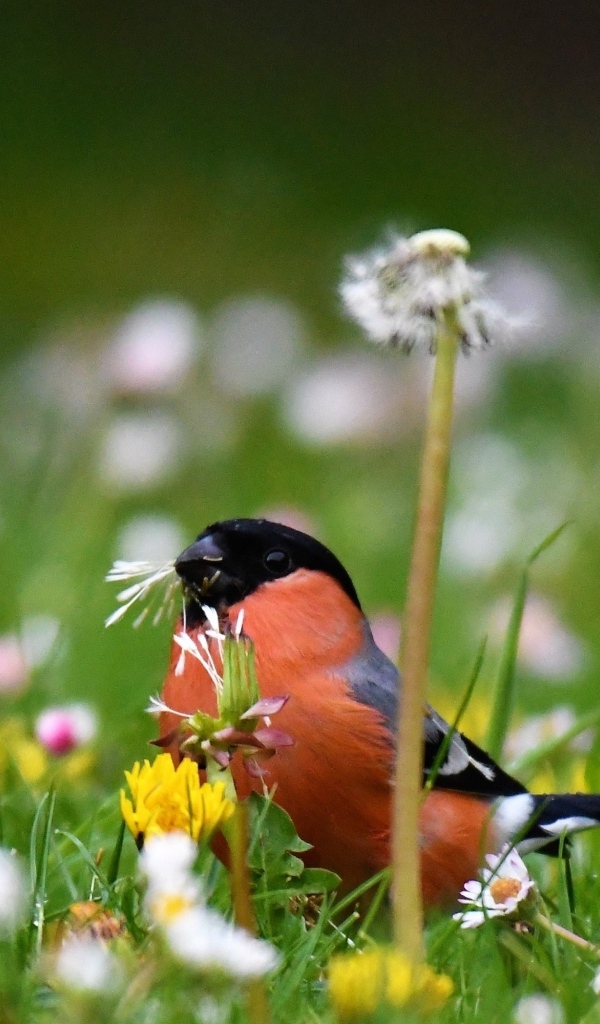 Маленький снегирь прячется в траве