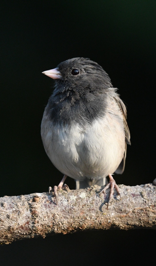 Маленький темноглазый юнко сидит на ветке дерева