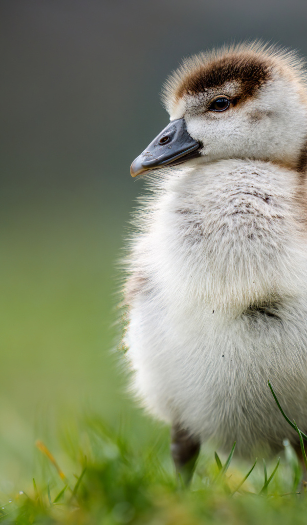 Маленький утенок стоит на зеленой траве
