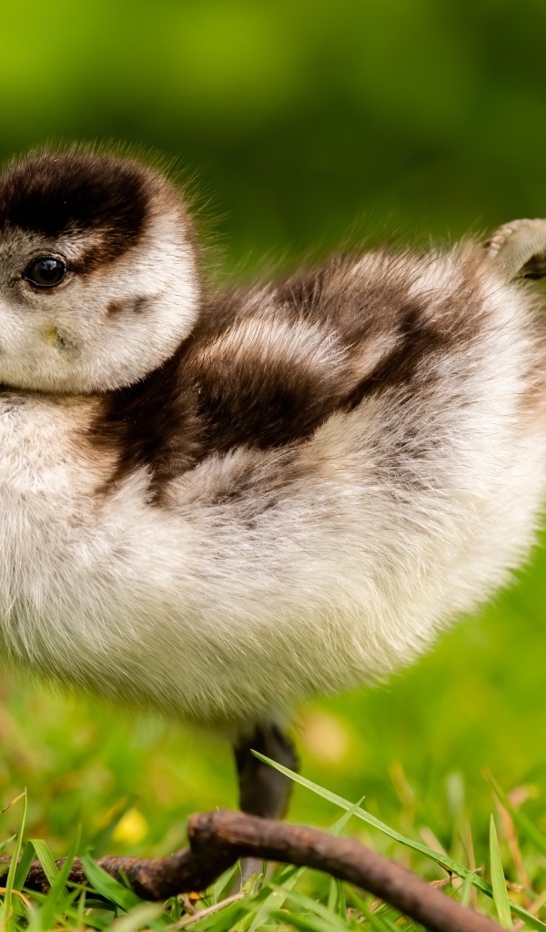 Маленький утенок разминает лапки