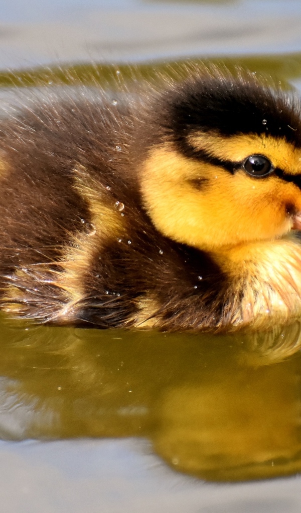 Маленький утенок плавает в воде