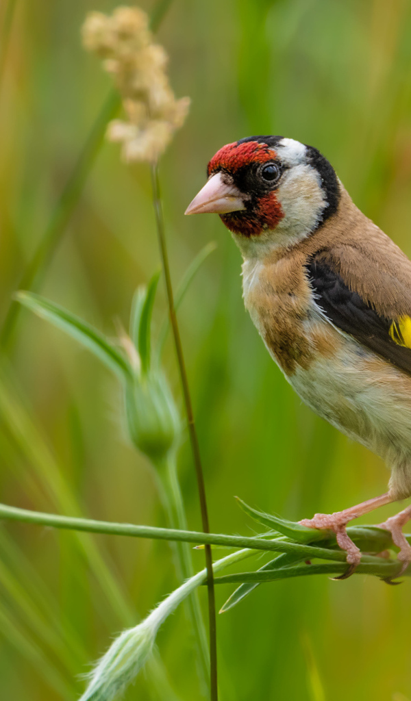 Маленький щегол сидит на траве
