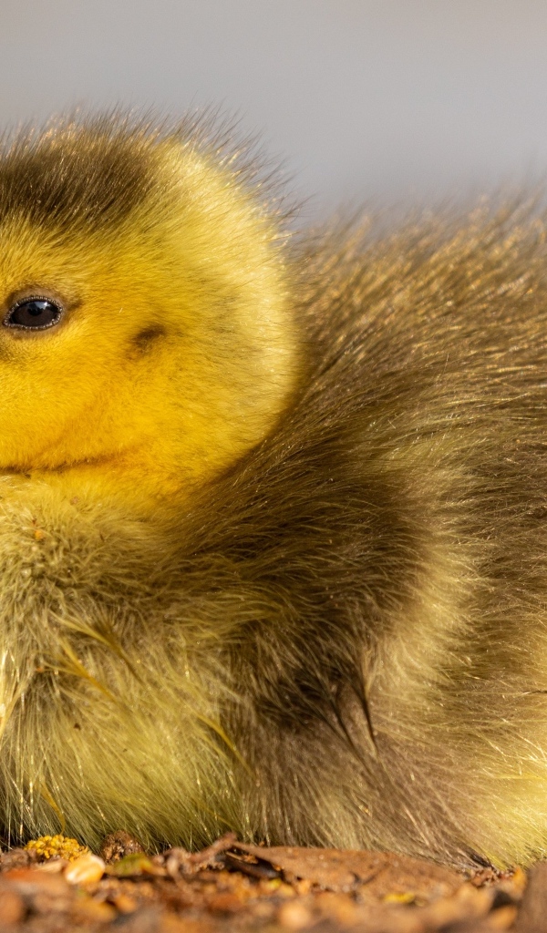 Маленький гусенок лежит на земле