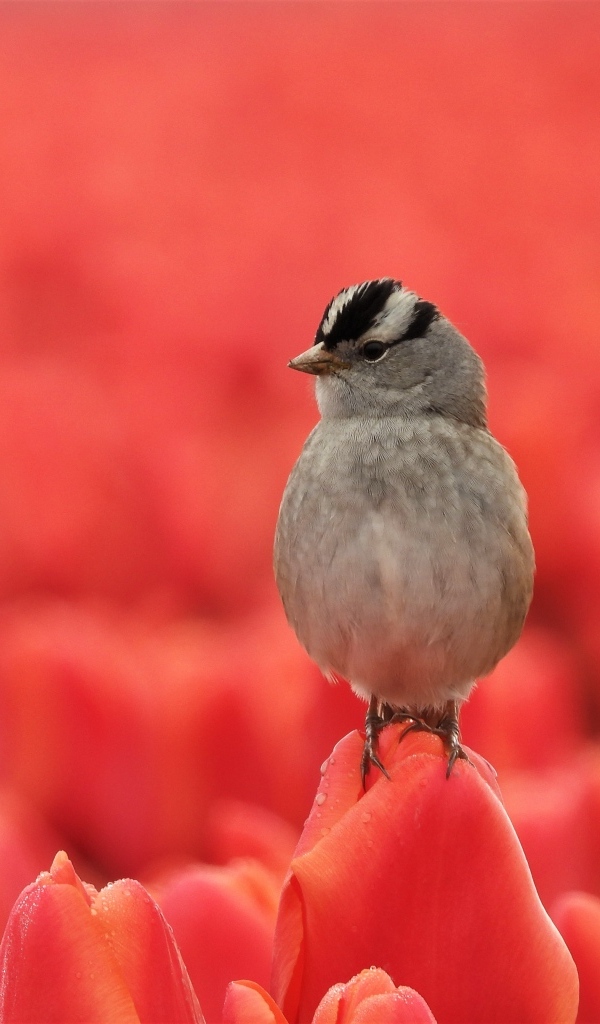 Маленькая серая птичка сидит на тюльпане