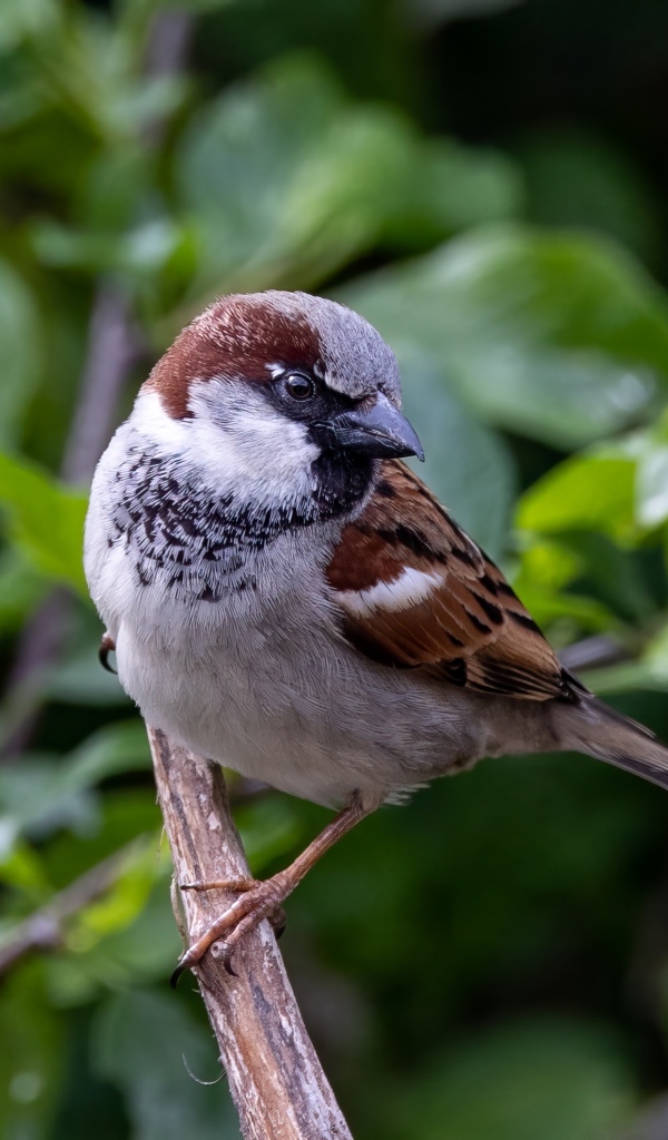 Маленький серый воробей сидит на ветке