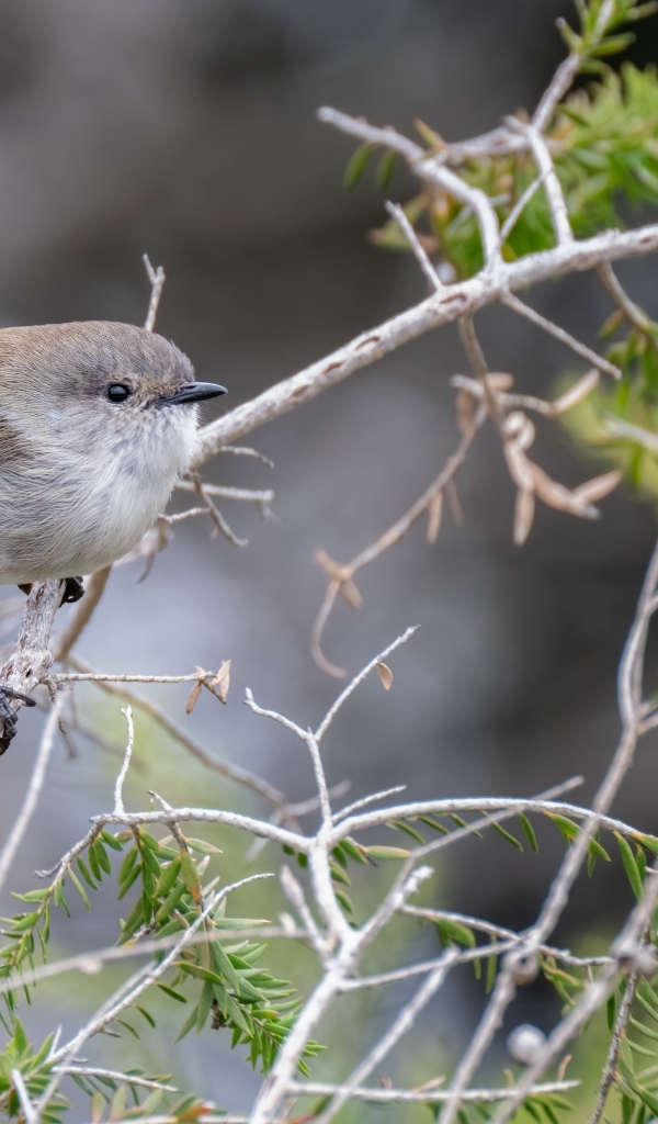 Маленькая серая птичка крапивник