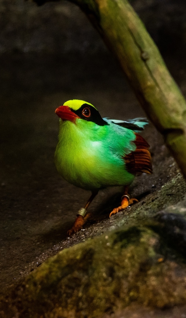 Маленькая зеленая птица на камне