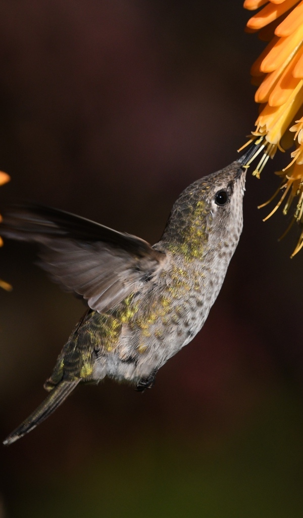 Маленькая птица колибри собирает нектар на оранжевом цветке