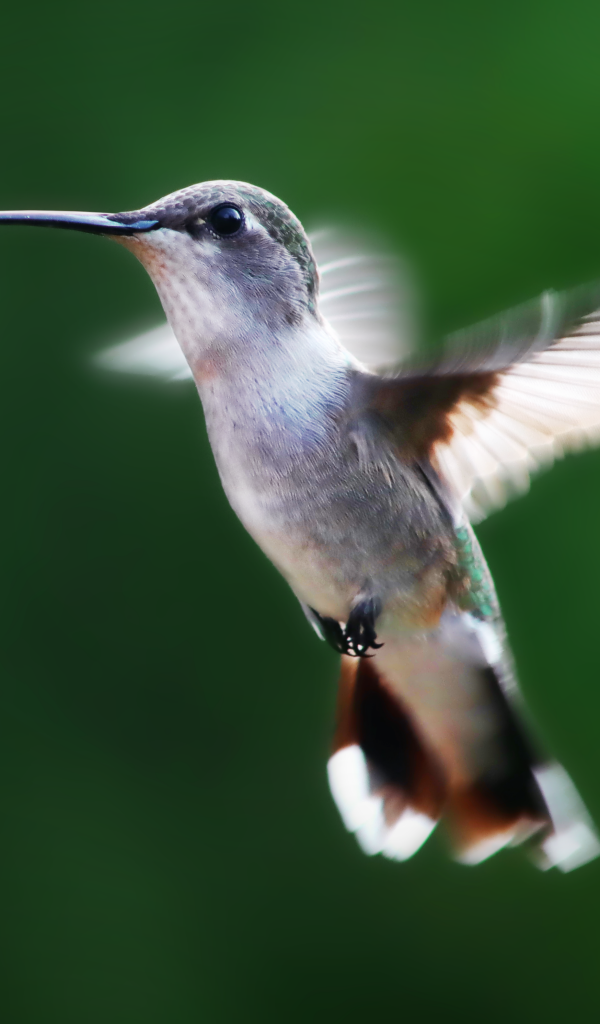 Маленькая птичка колибри на зеленом фоне