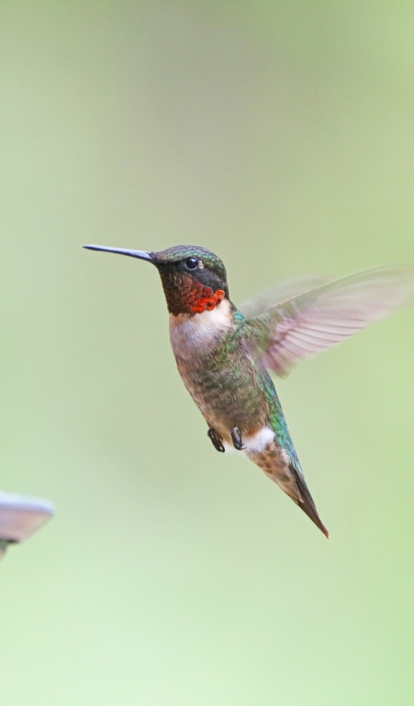 Маленькая птица колибри парит в воздухе