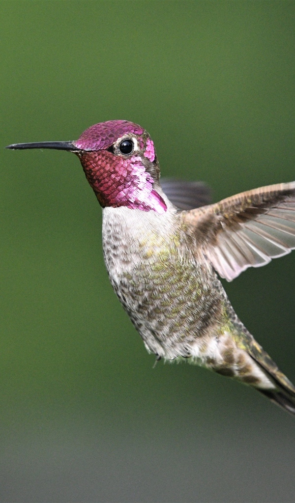Маленькая птица колибри с розовой головой