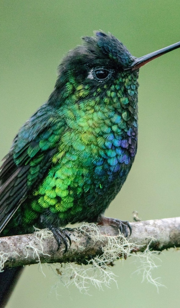 Маленькая птица зимородок на ветке