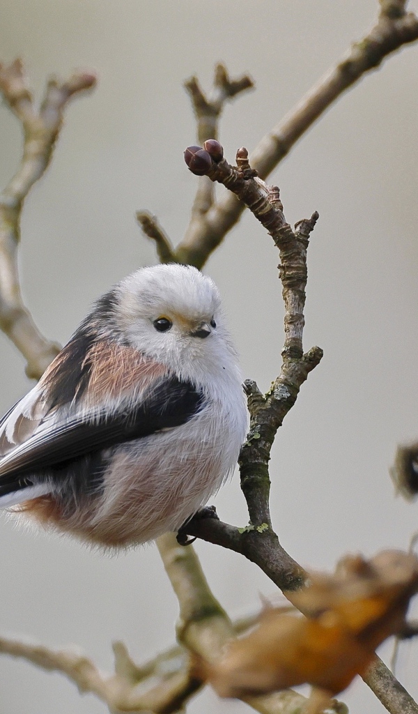 Маленькая  длиннохвостая синица сидит на ветке дерева
