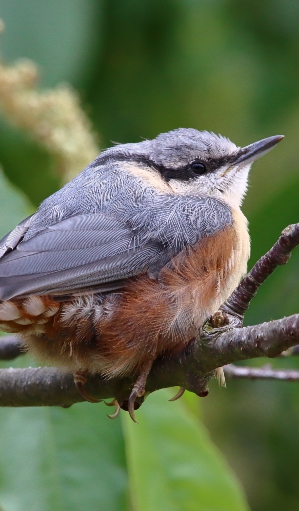 Маленькая птичка поползень сидит на ветке