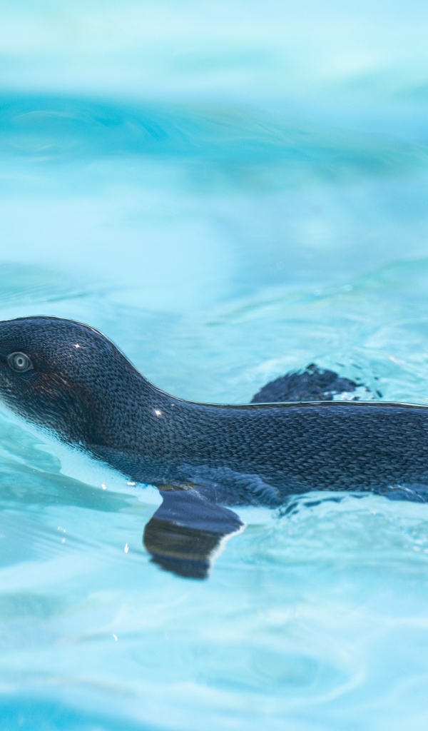Маленький пингвин плавает в бассейне