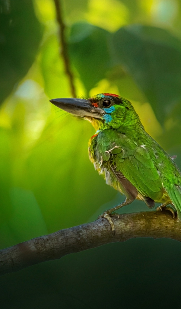 Маленький краснозобый барбет сидит на ветке 