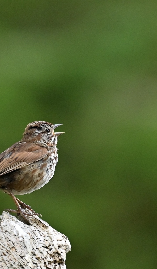 Маленький воробей на коряге крупным планом