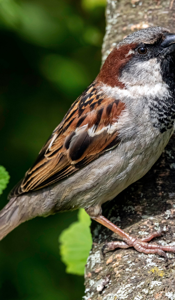 Маленький воробей сидит на дереве