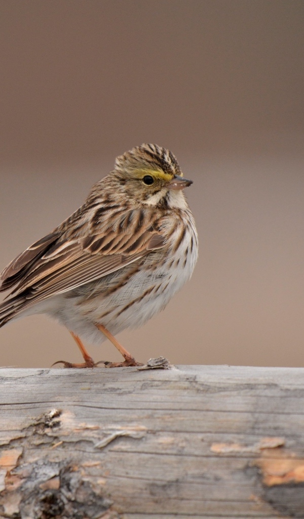 Маленький воробей сидит на столбе