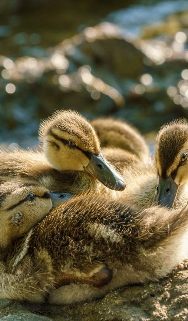 Маленькие птенцы лебедя на берегу