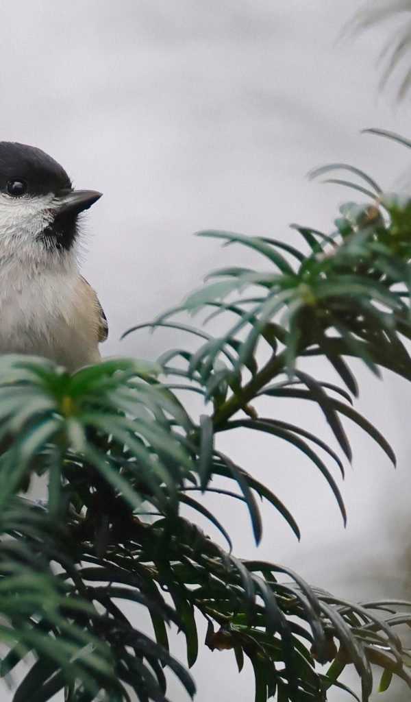 Маленькая синица сидит на ветке