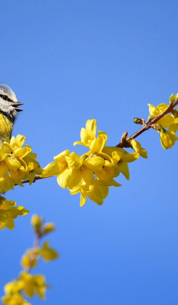 Маленькая синица сидит на ветке с желтыми цветами