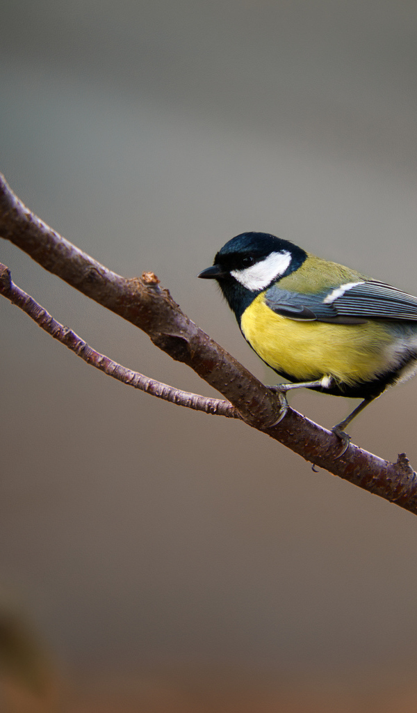 Маленькая синица сидит на ветке дерева 