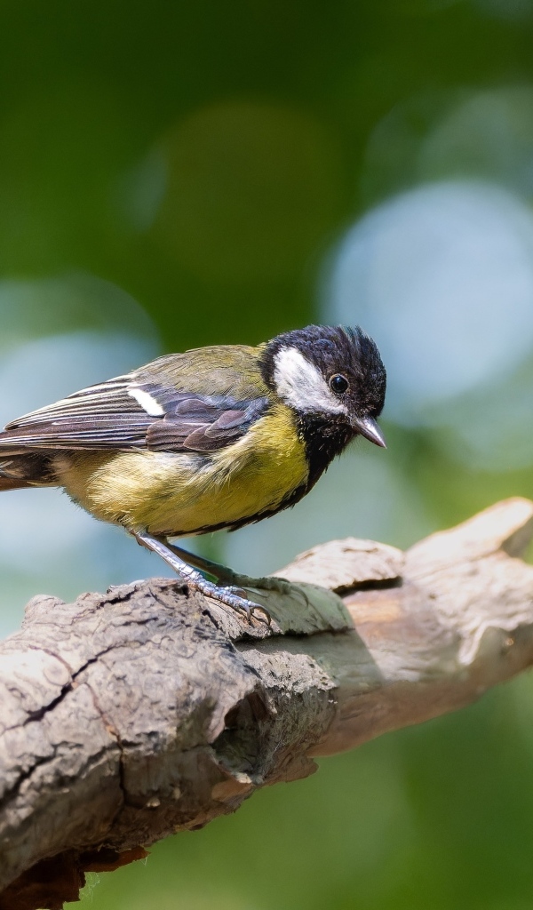 Маленькая синица сидит на ветке дерева