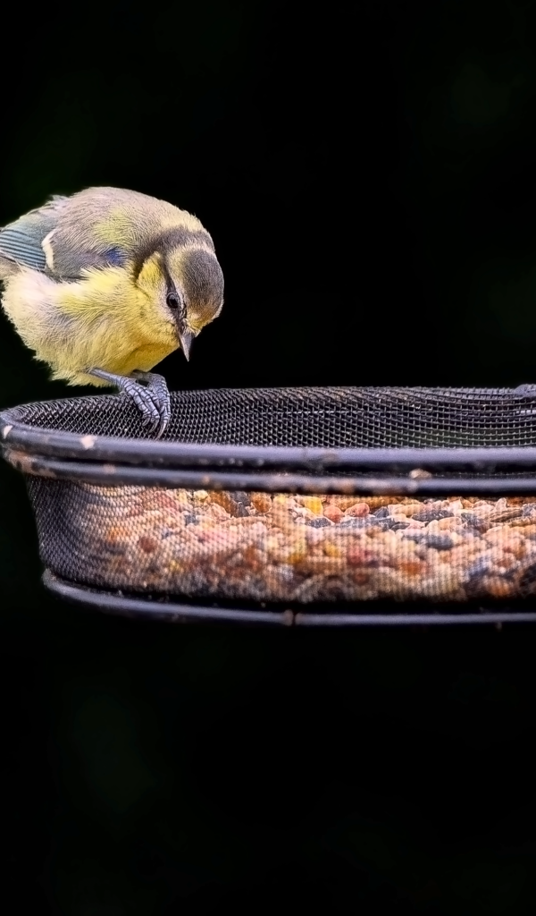 Маленькая синичка ест корм с кормушки