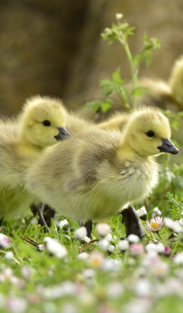Маленькие желтые утята на траве с цветами