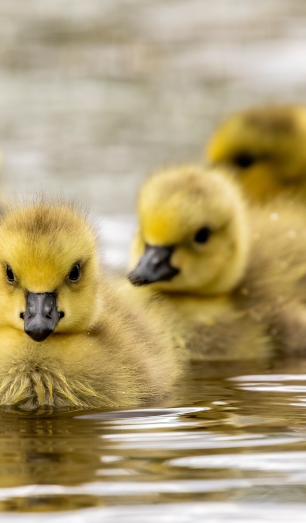 Маленькие желтые гусята в воде 