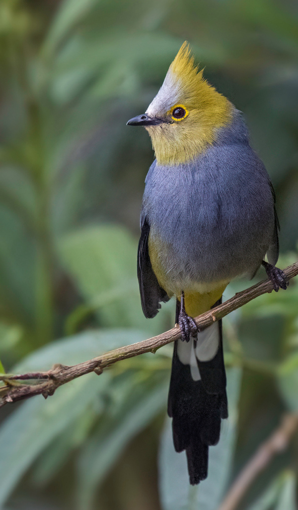 Длиннохвостый шёлковый свиристель сидит на ветке