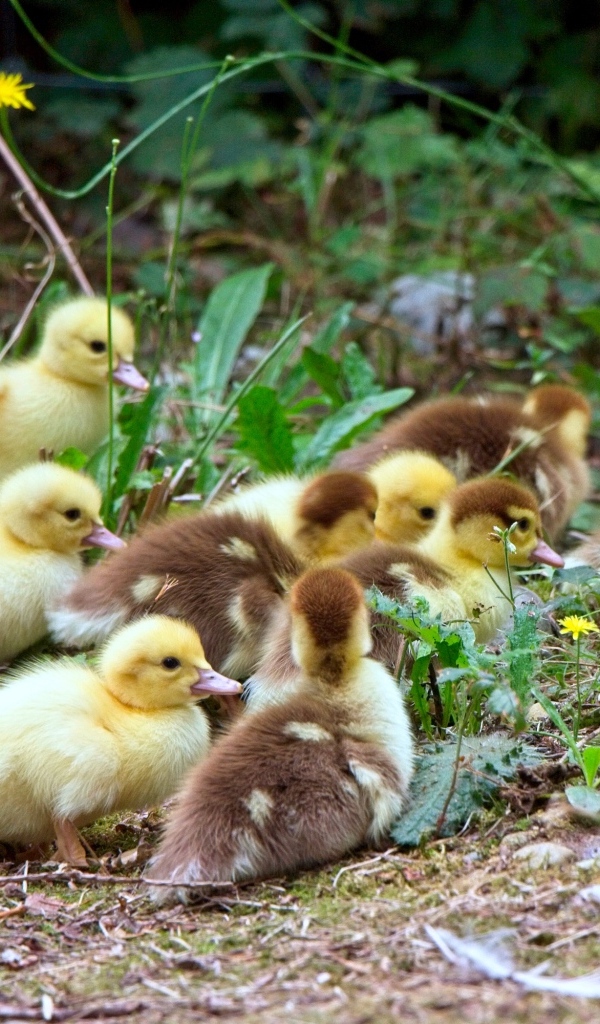 Много маленьких милых утят