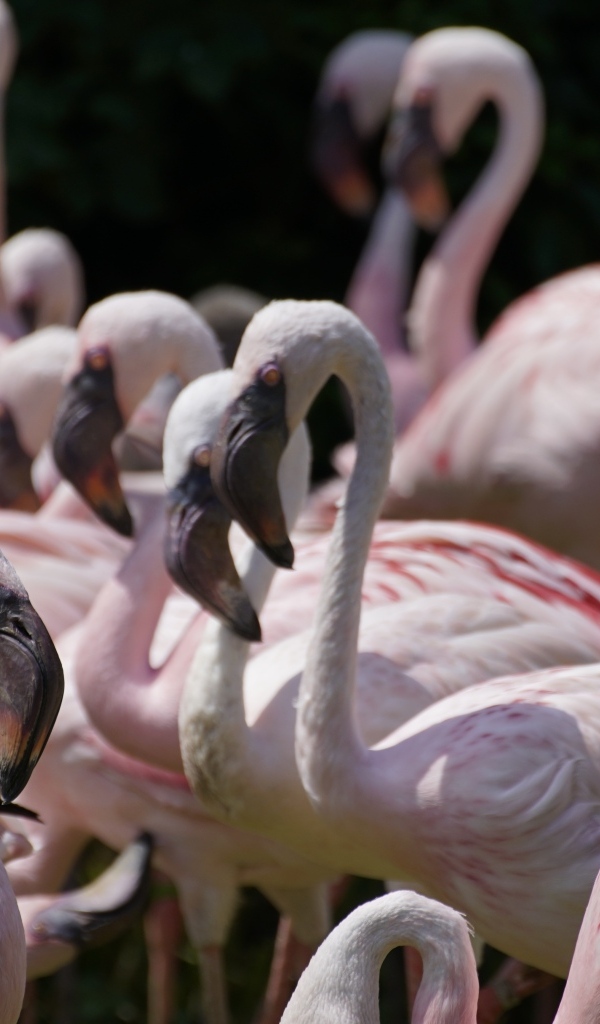 Много птиц розовый фламинго крупным планом