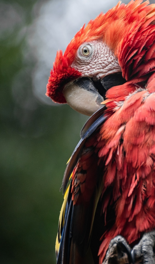 Попугай ара чистит перья