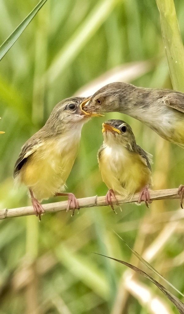 Мама кормит птенцов в камышах