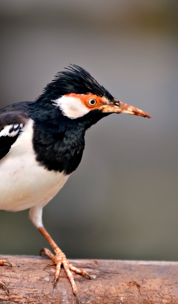 Птица Майна сидит на ветке 