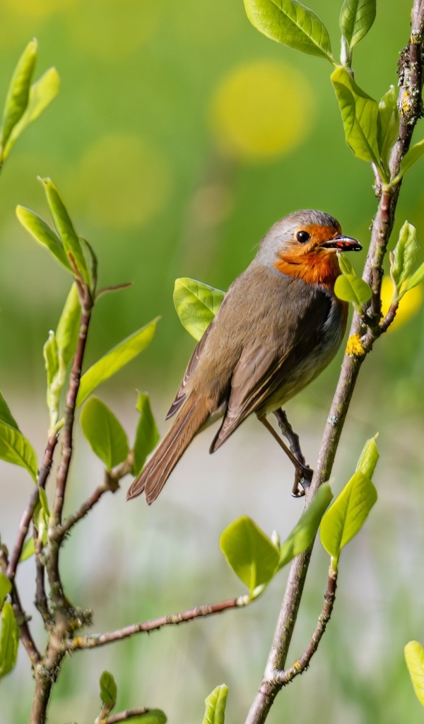 Птица иволга сидит в ветках дерева