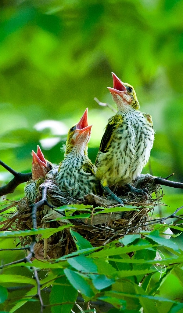 Птенцы иволги в гнезде