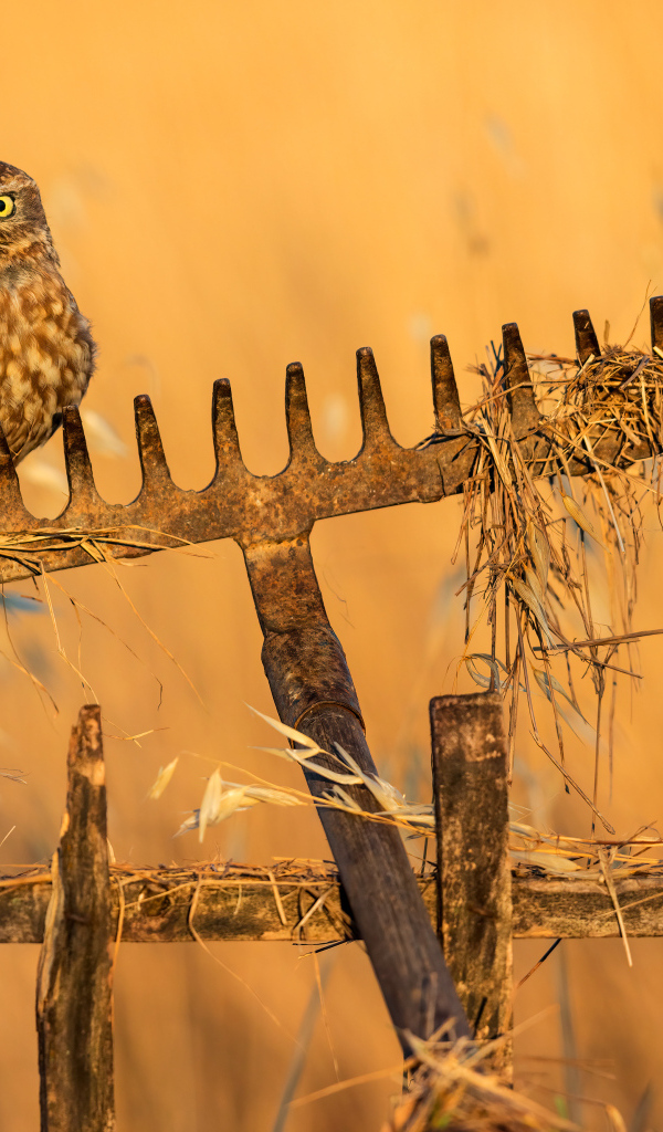 Сова сидит на граблях в лучах солнца