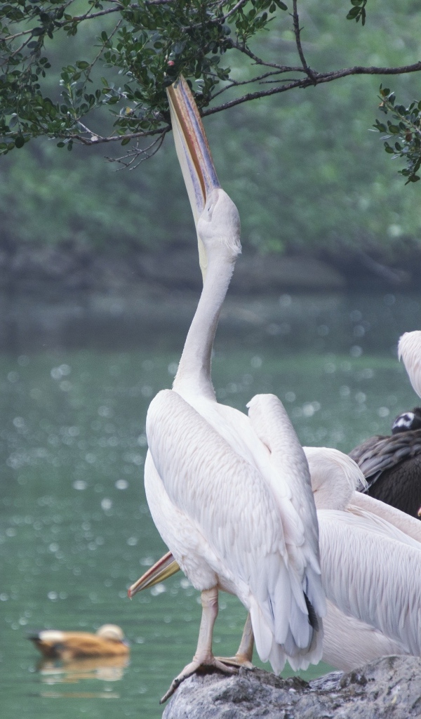 Пеликаны пьют воду сидя на камне